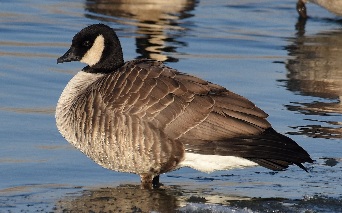Cackling Goose (Richardson's) - Steven Mlodinow