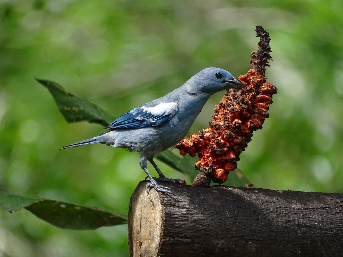 Blue-gray Tanager - ML134418261