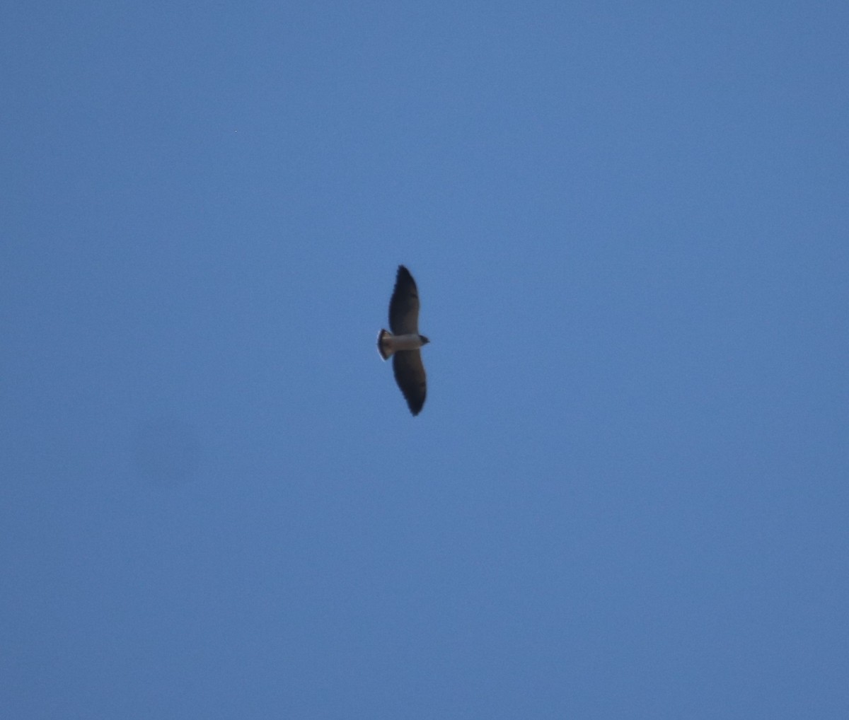 White-tailed Hawk - Paul DiFiore