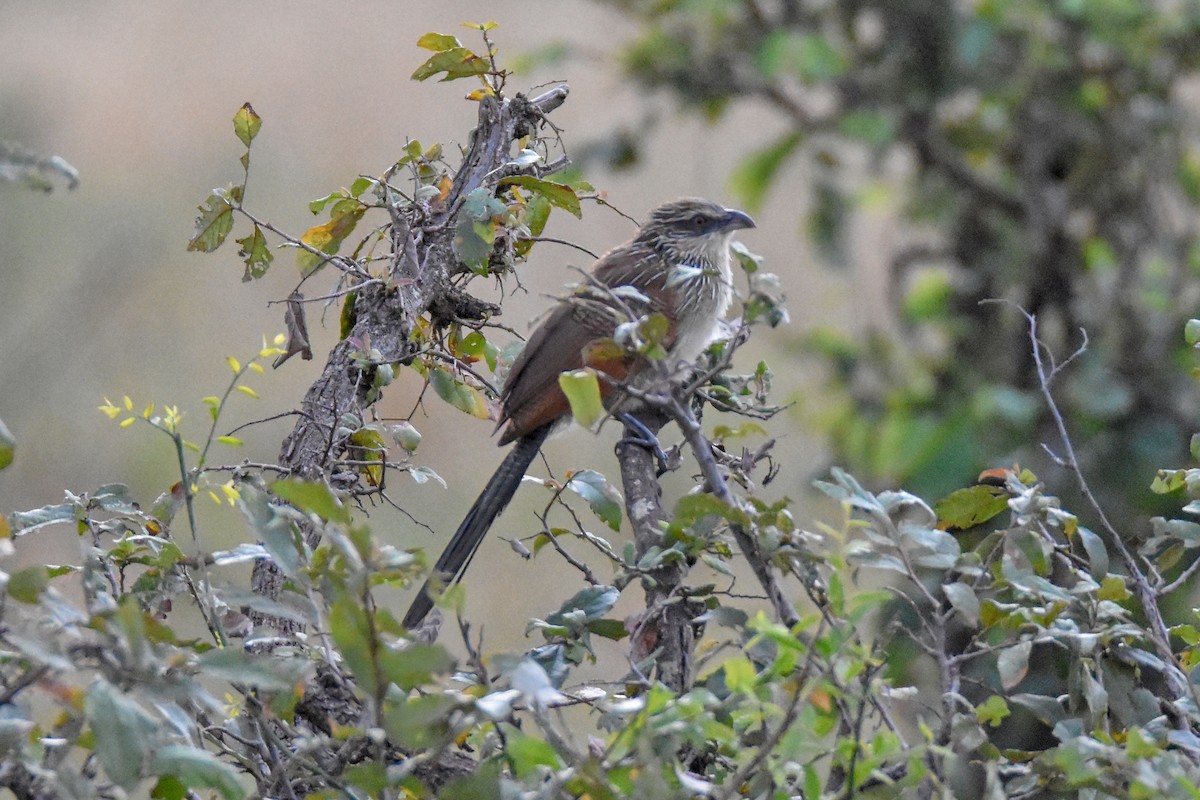 White-browed Coucal - ML134418731