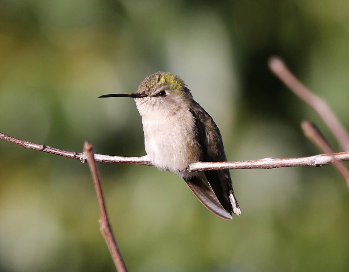 Costa's Hummingbird - ML134419111