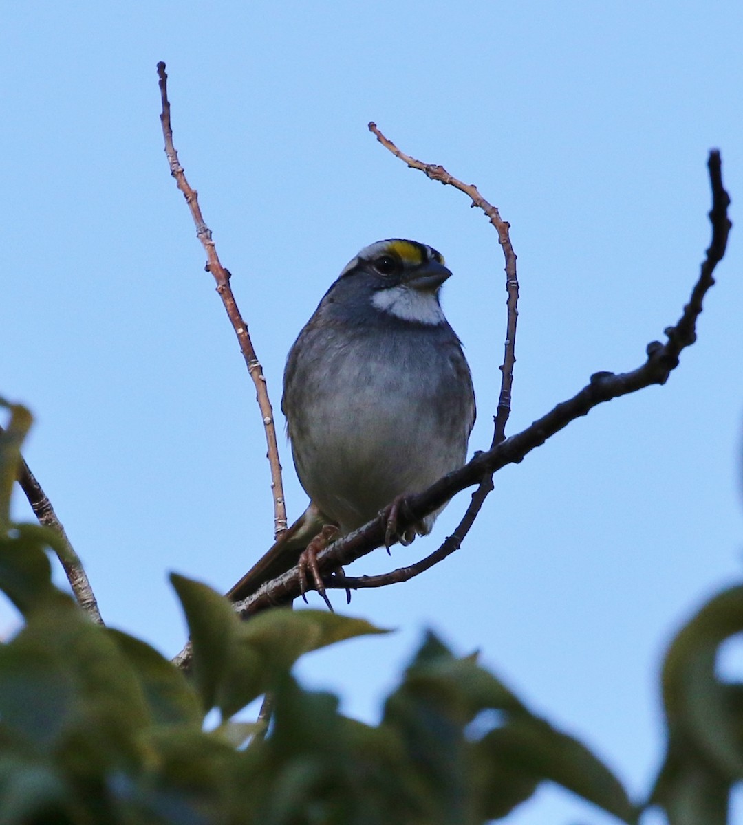 White-throated Sparrow - ML134419271