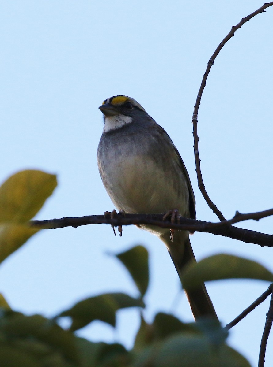 White-throated Sparrow - ML134419281
