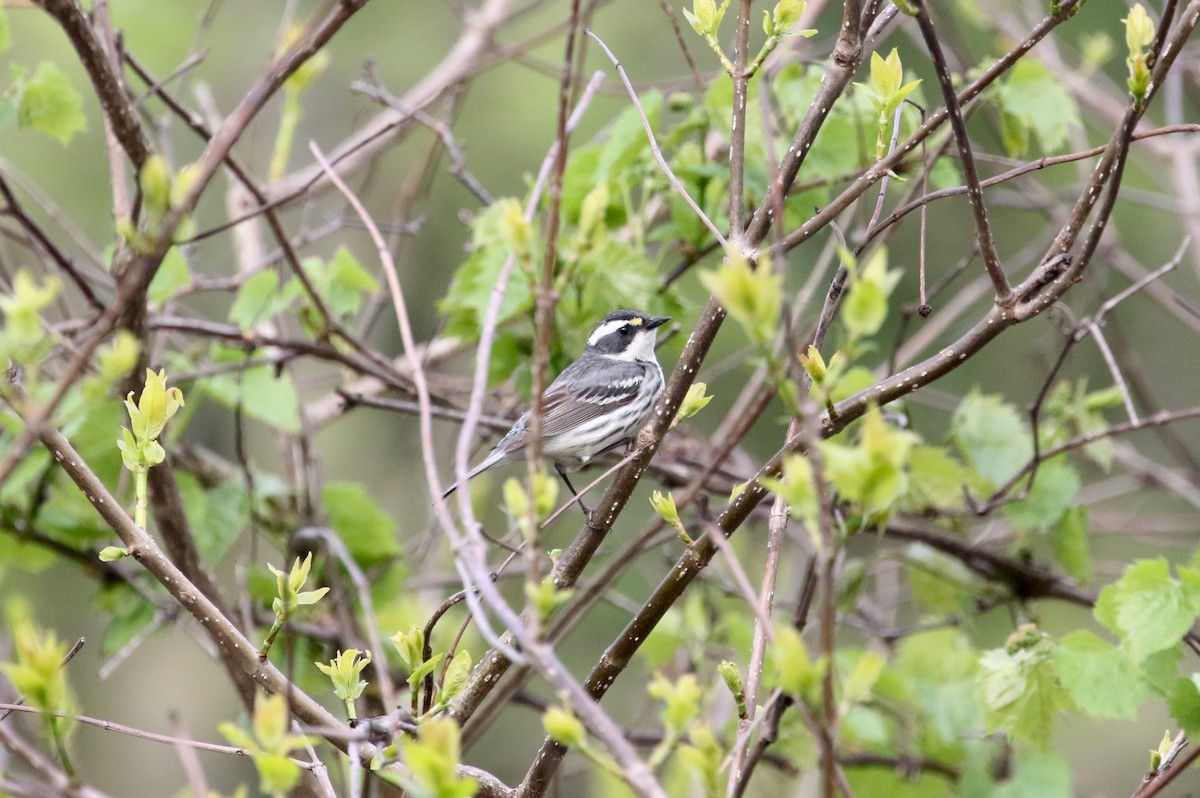 Black-throated Gray Warbler - Dan Gesualdo