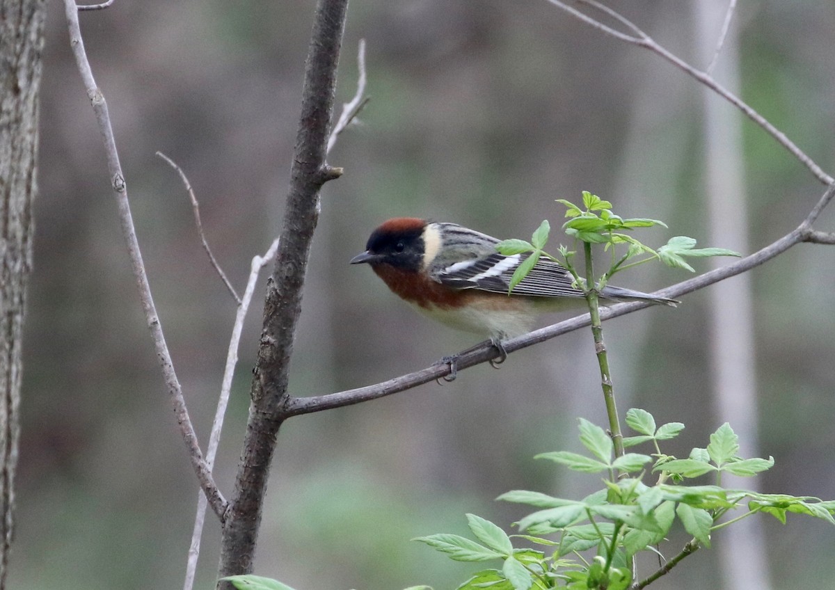 Bay-breasted Warbler - ML134419721