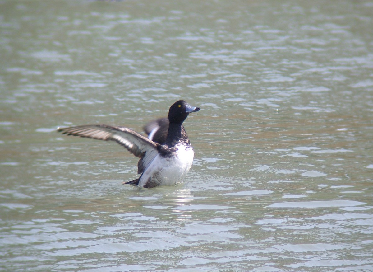 Tufted Duck - ML134420001