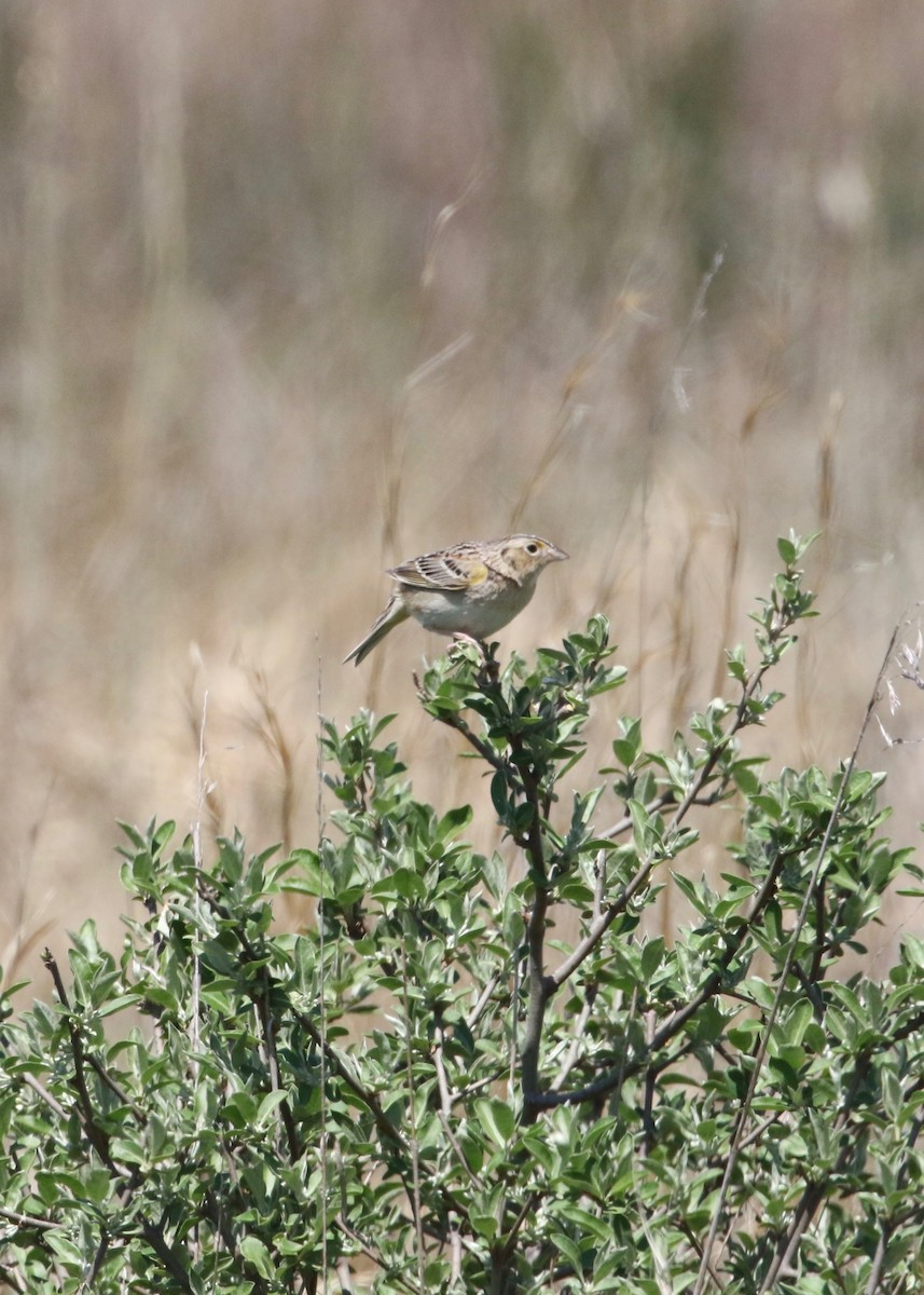 Grasshopper Sparrow - Dan Gesualdo