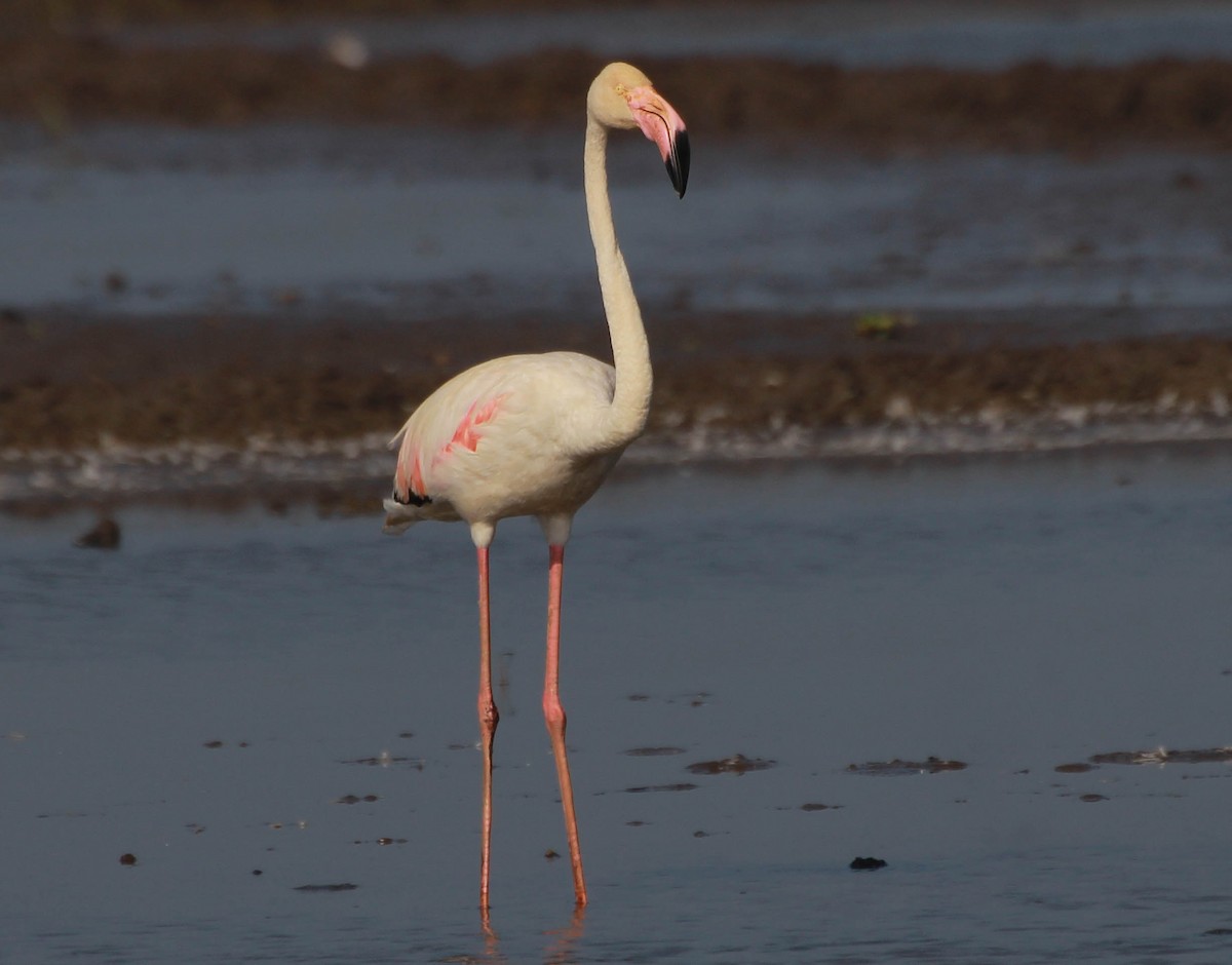 Greater Flamingo - ML134420911