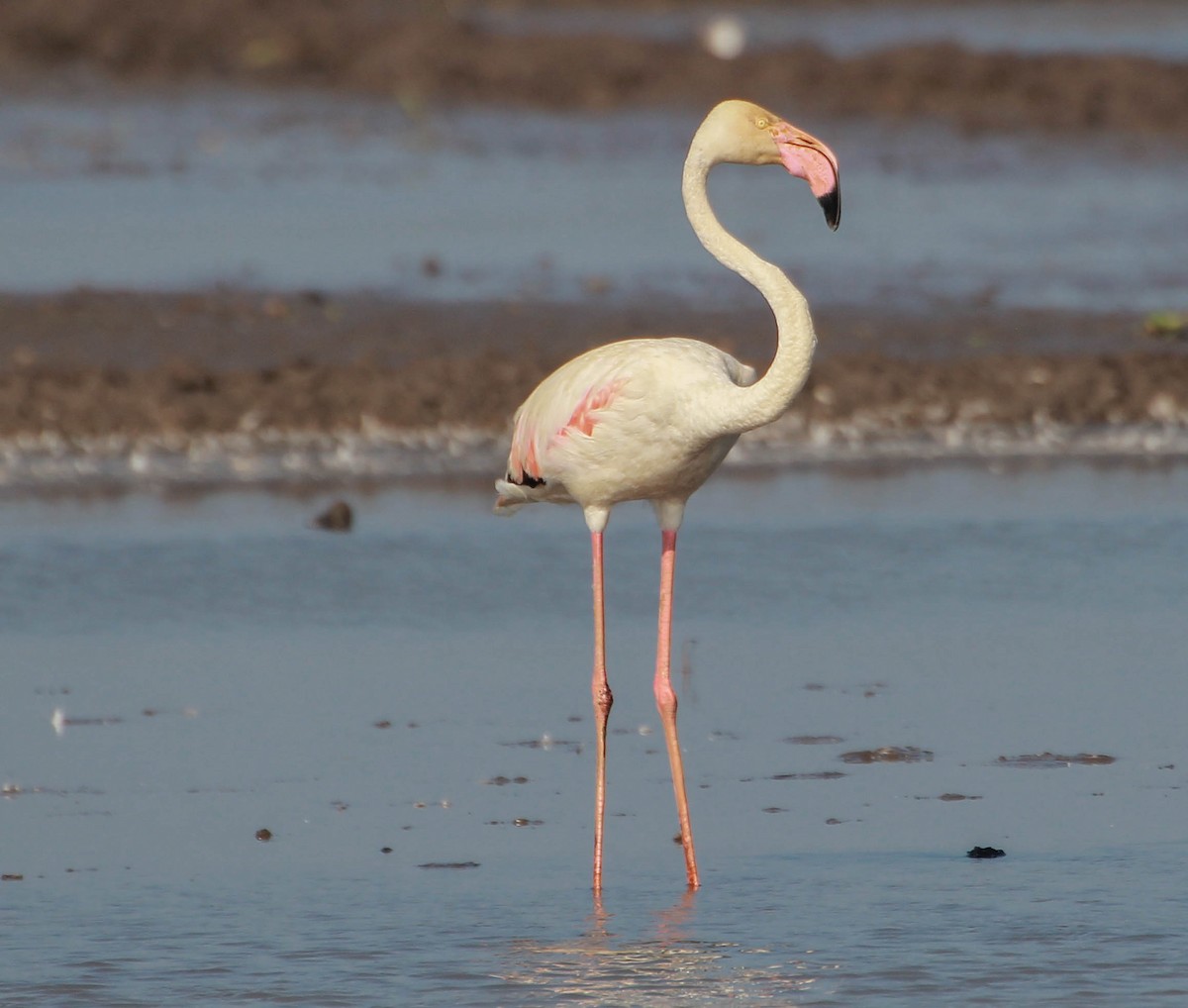Greater Flamingo - ML134420931