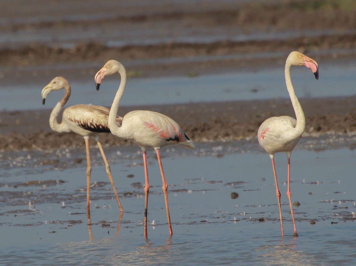 Greater Flamingo - ML134420951