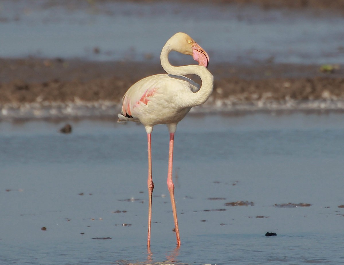 Greater Flamingo - ML134420981