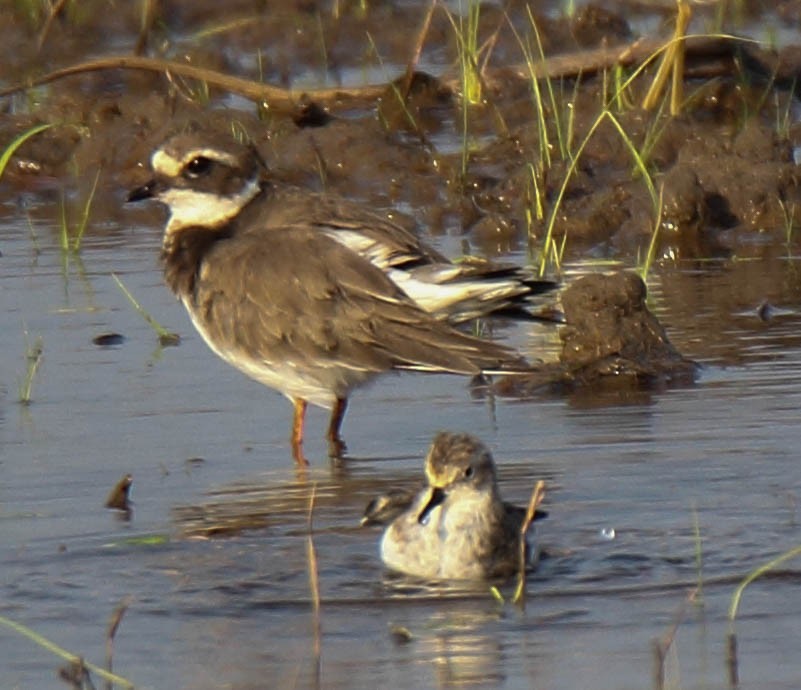 Common Ringed Plover - ML134421321