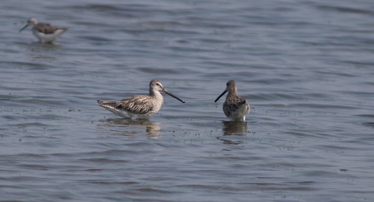 Asian Dowitcher - ML134422161