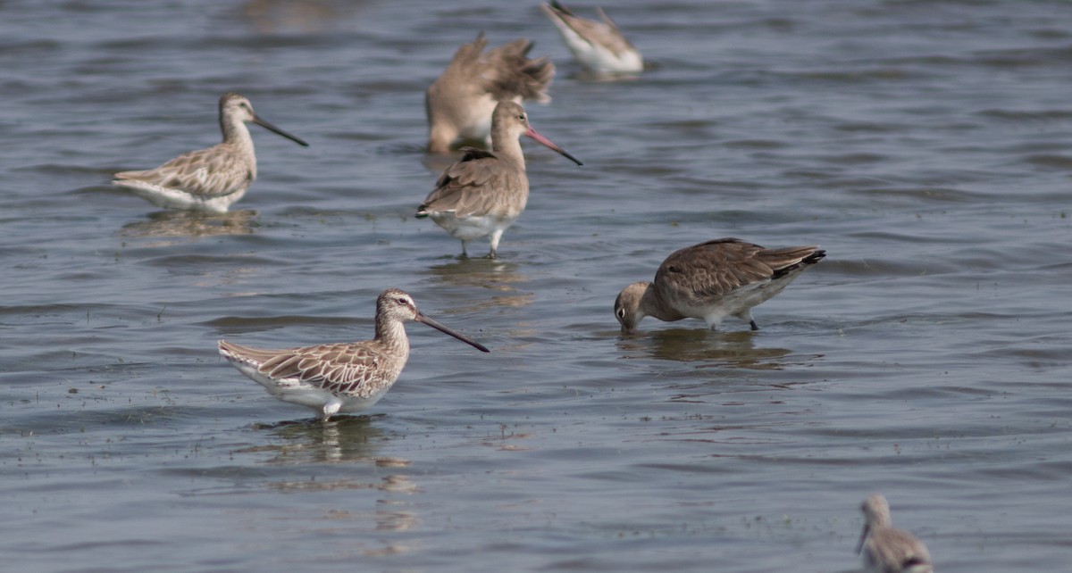 Asian Dowitcher - ML134422171
