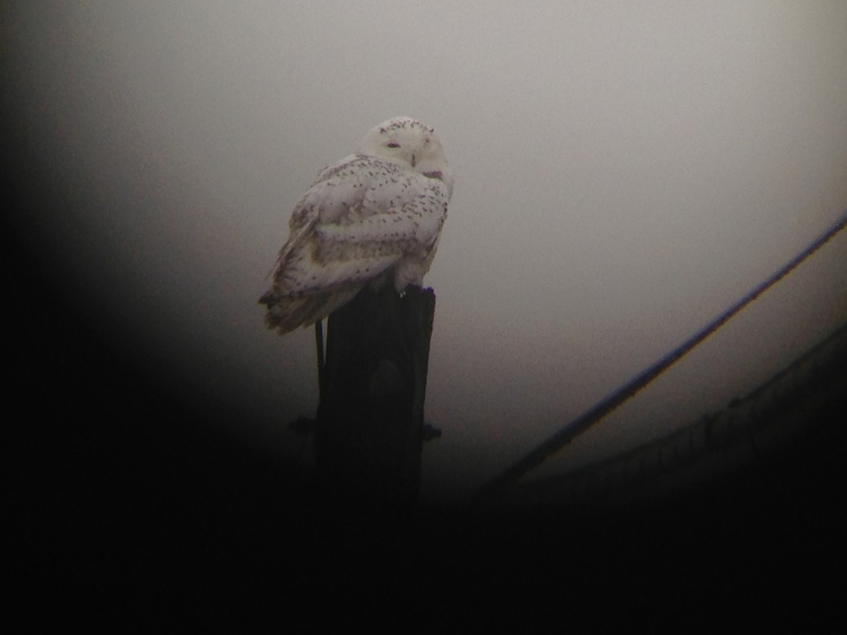 Snowy Owl - ML134423271