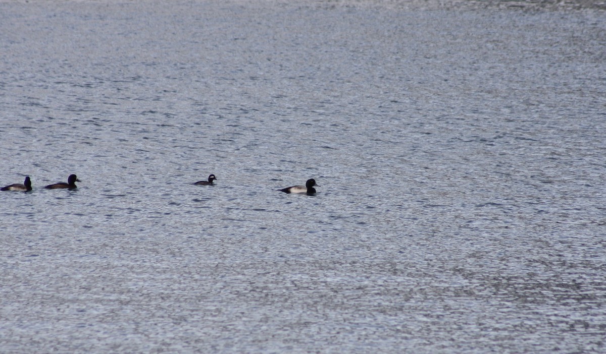 Greater Scaup - ML134425461