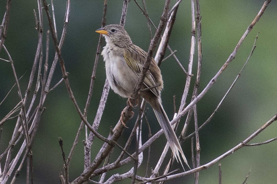 Wedge-tailed Grass-Finch - ML134425971