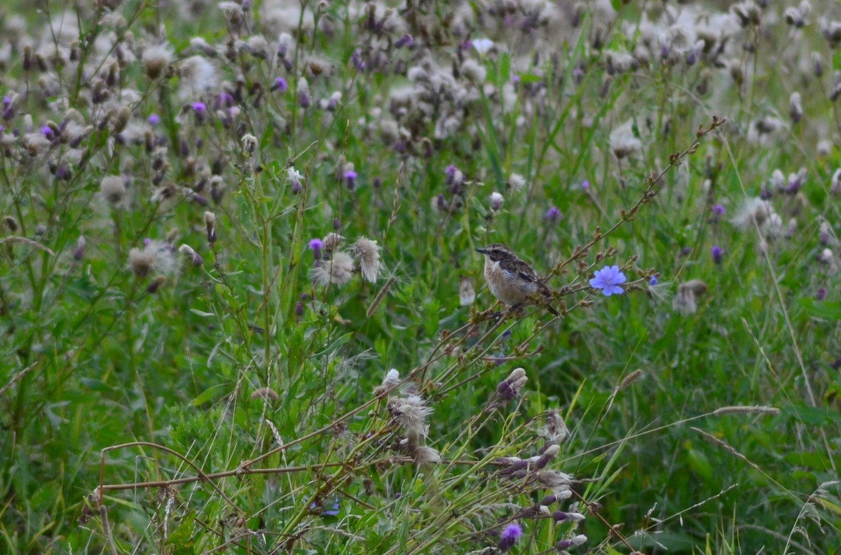 Whinchat - ML134426421
