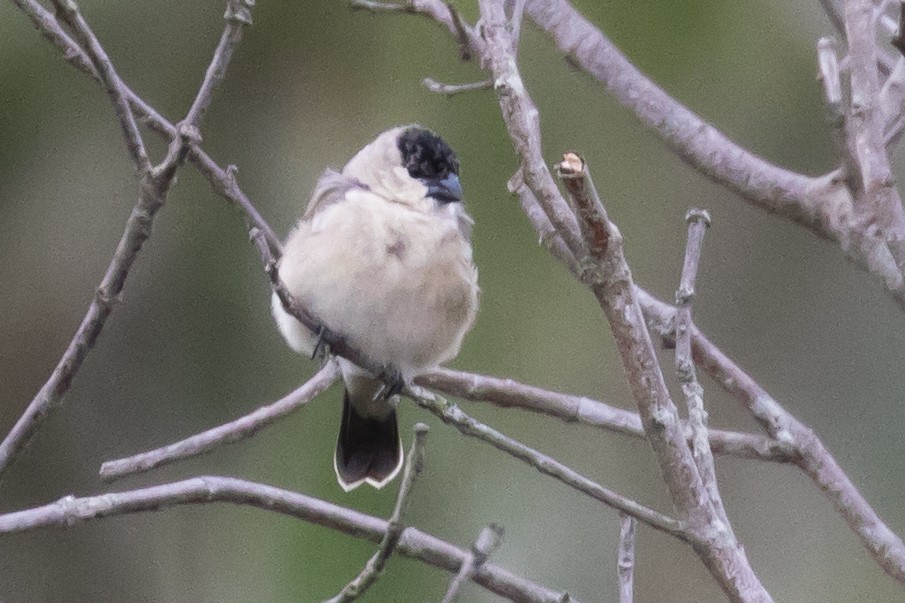 Pearly-bellied Seedeater - ML134427561