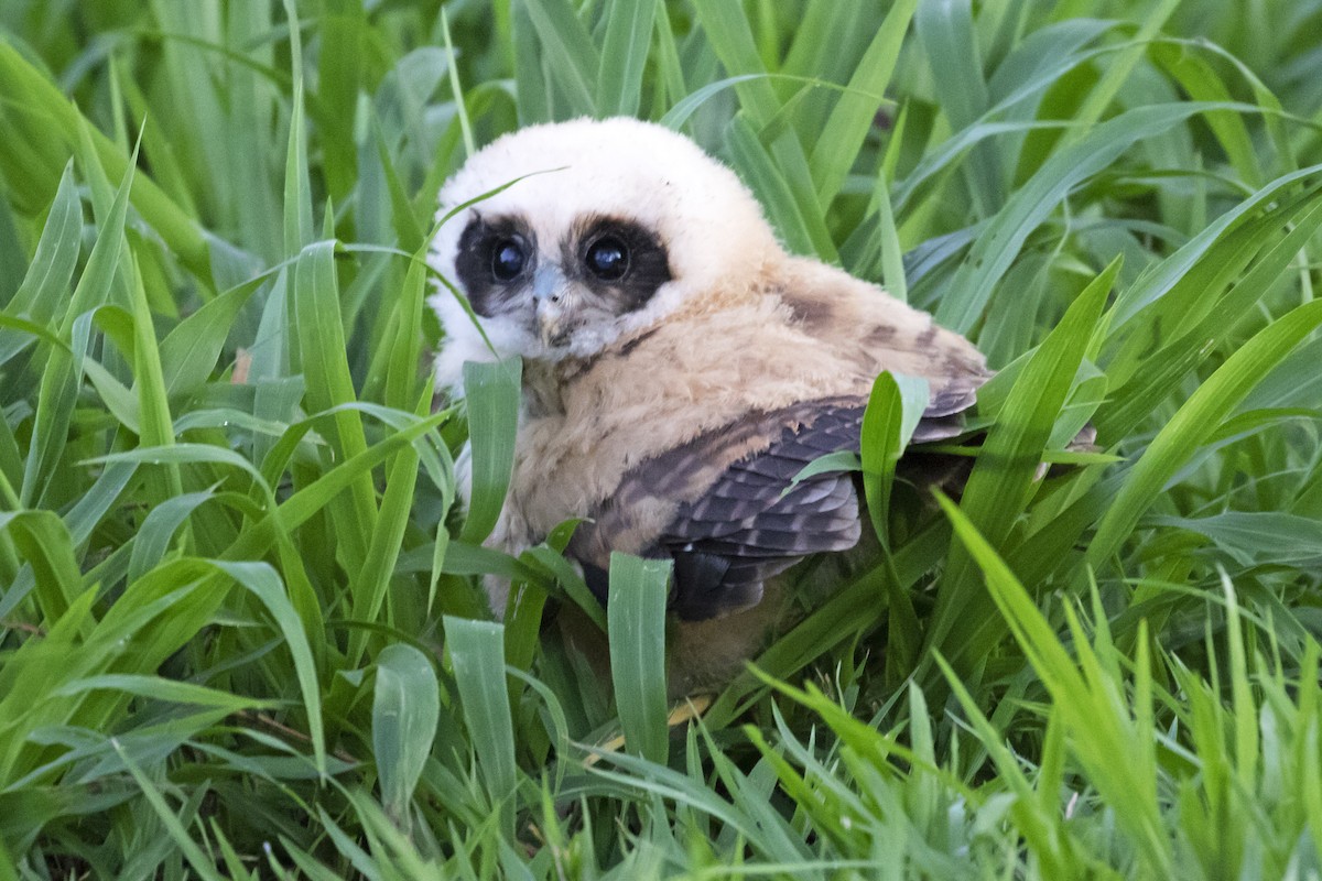 Tawny-browed Owl - Steven Whitebread