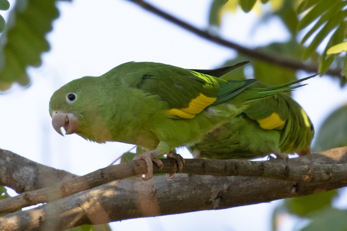 Yellow-chevroned Parakeet - Steven Whitebread
