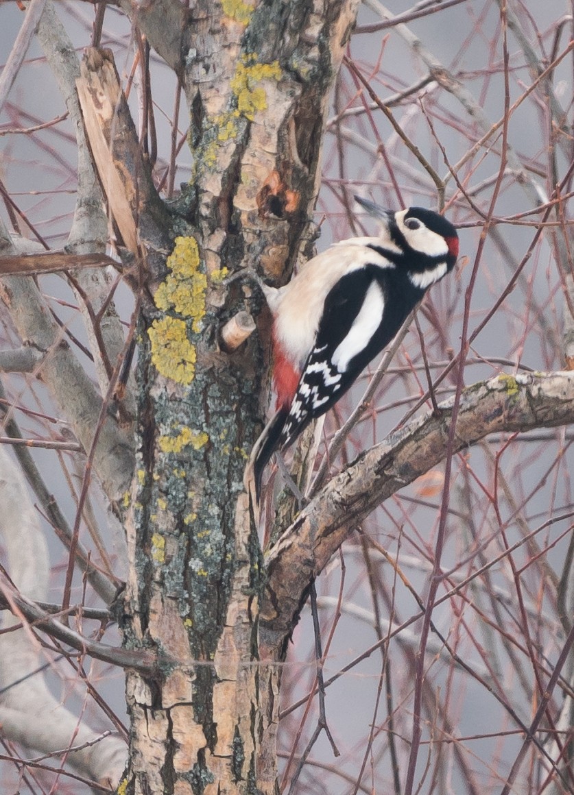 Great Spotted Woodpecker - ML134428481