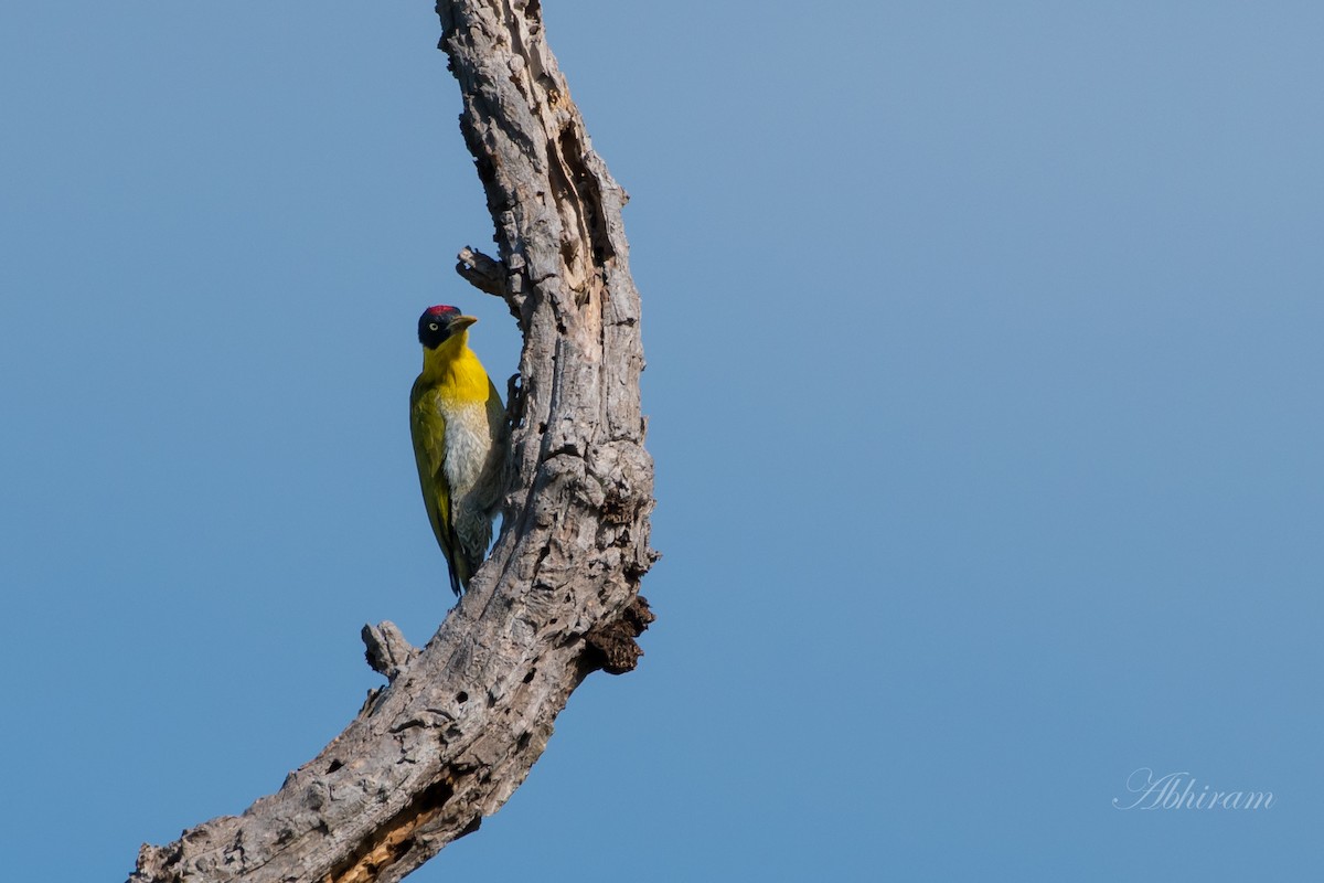 Black-headed Woodpecker - ML134428831