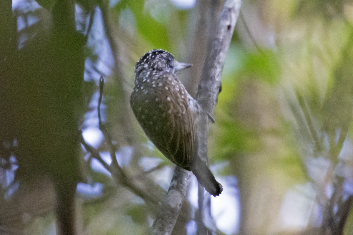 White-wedged Piculet - ML134428861