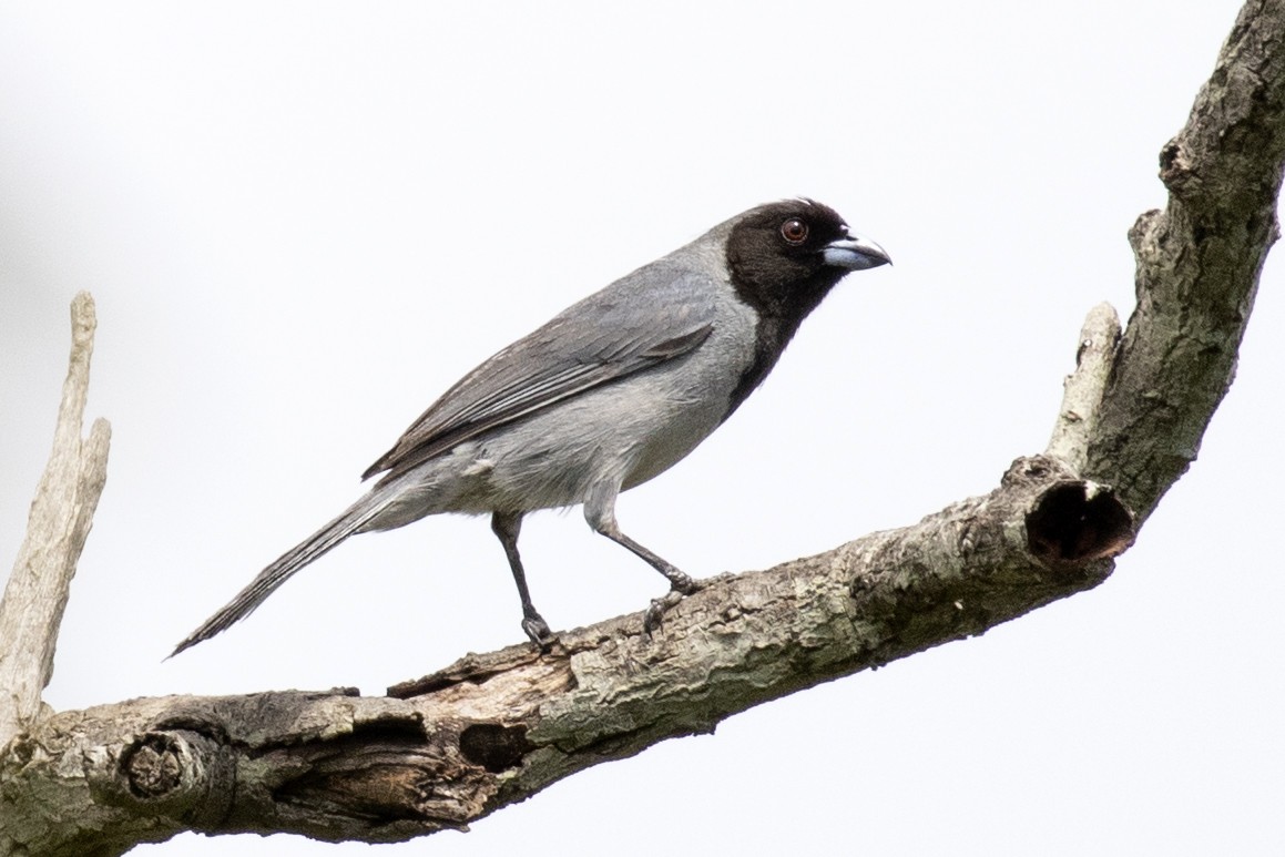 Black-faced Tanager - ML134429171