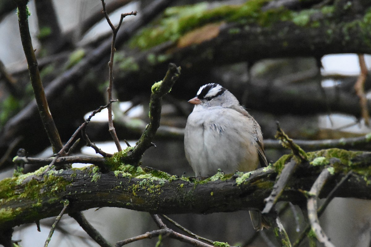 White-crowned Sparrow (Dark-lored) - Luke Berg