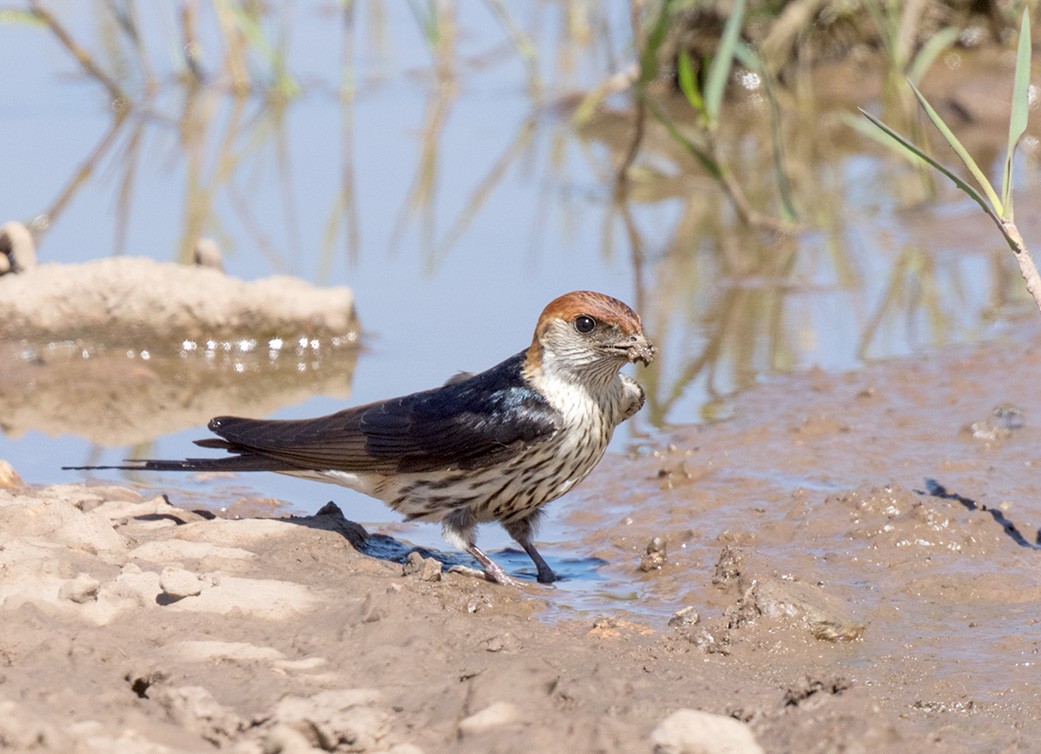 Greater Striped Swallow - ML134431141
