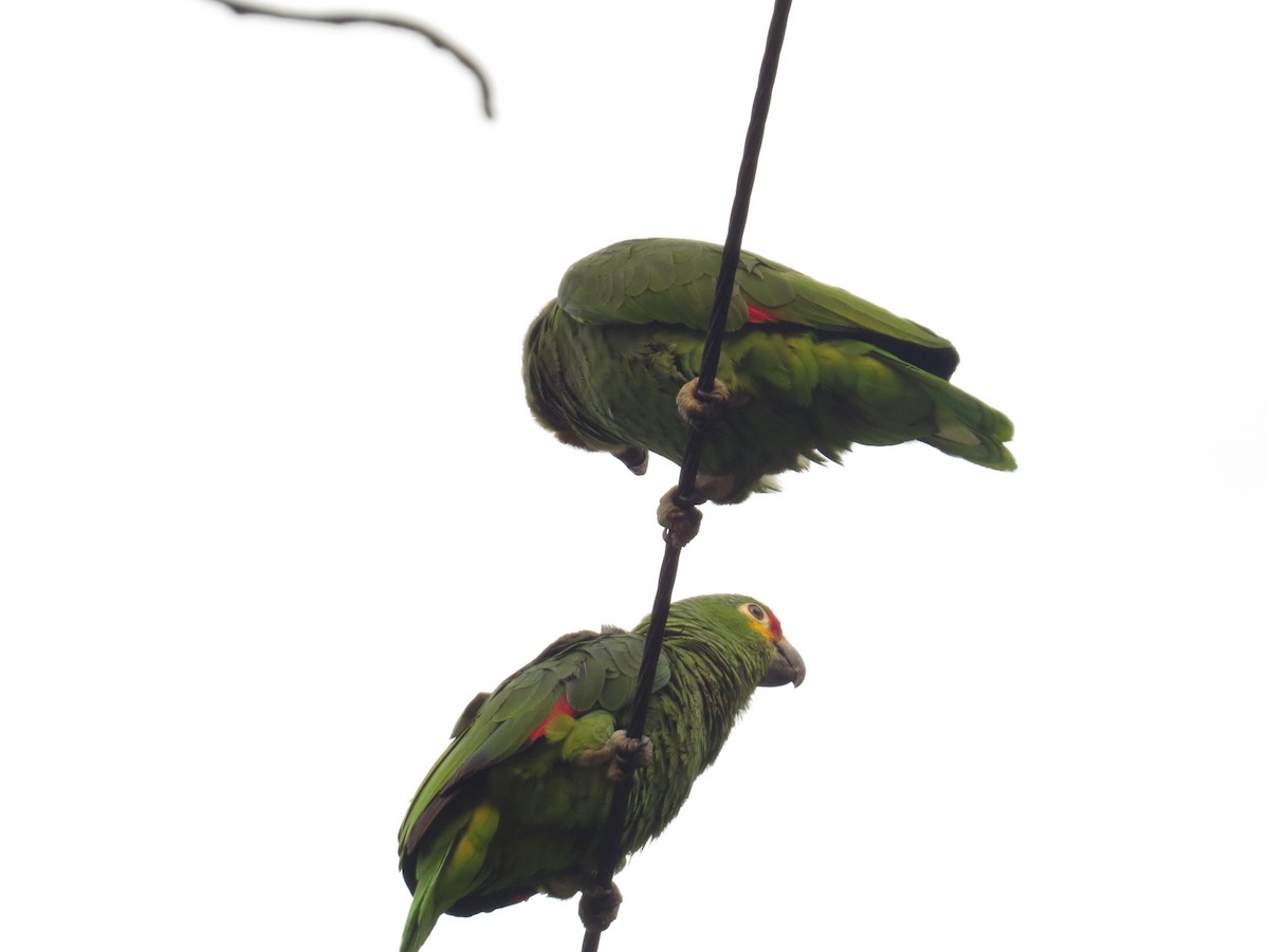 Red-lored Parrot - ML134431201