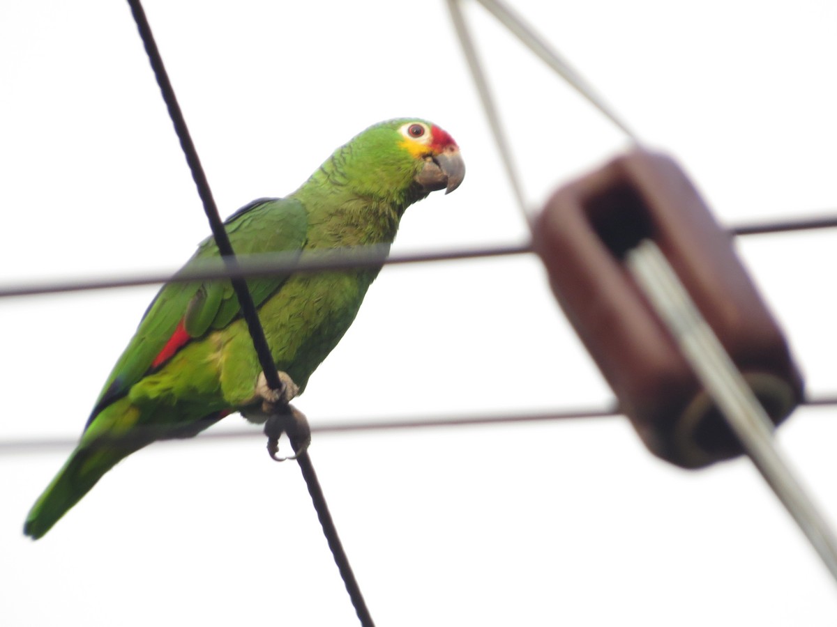 Red-lored Parrot - Guillermo Funes
