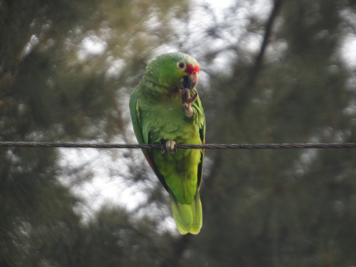 Red-lored Parrot - Guillermo Funes