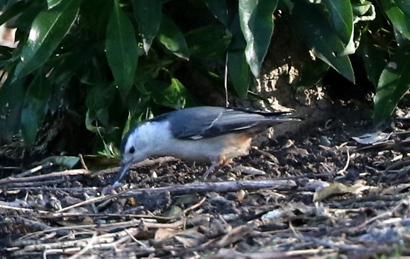 White-breasted Nuthatch - ML134432081
