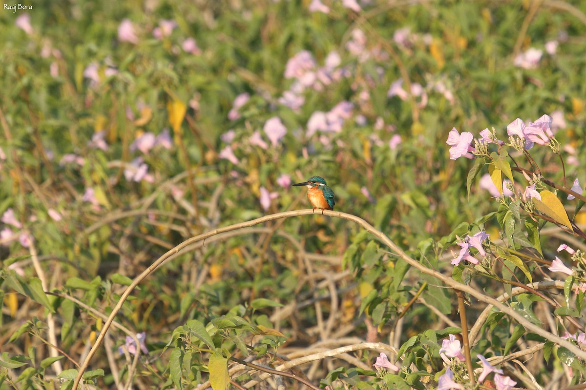 Common Kingfisher - Raaj  Bora