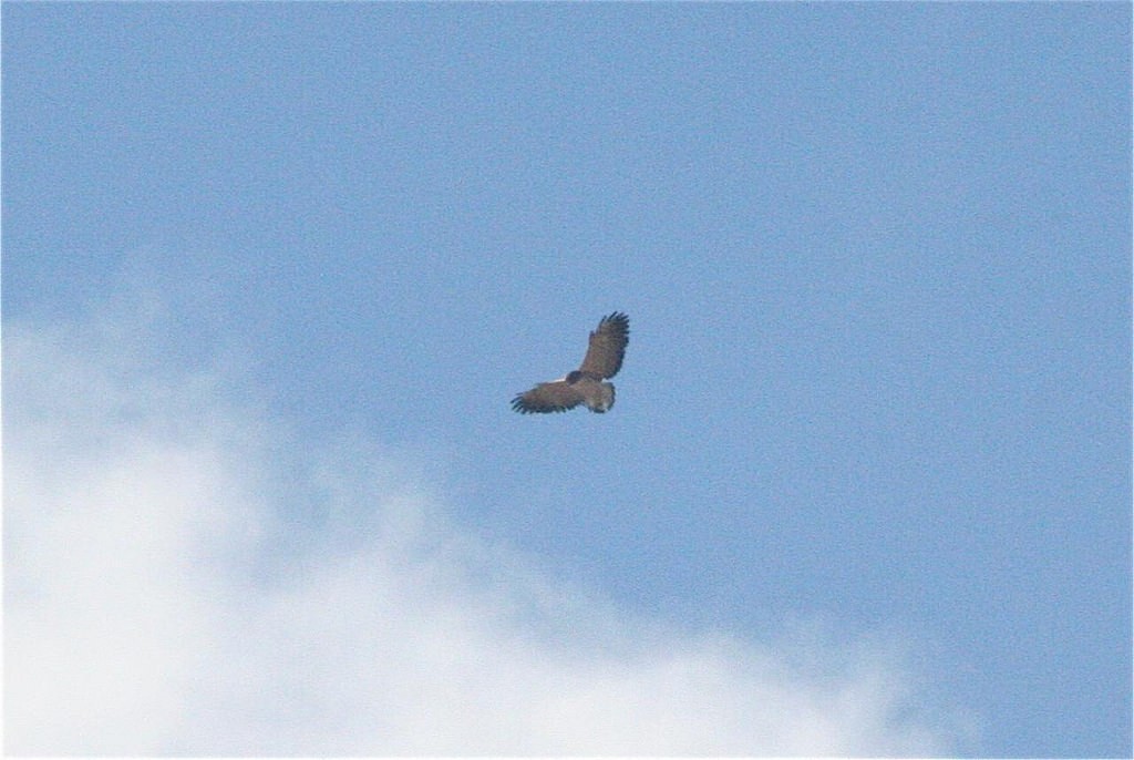 White-tailed Hawk - ML134434231