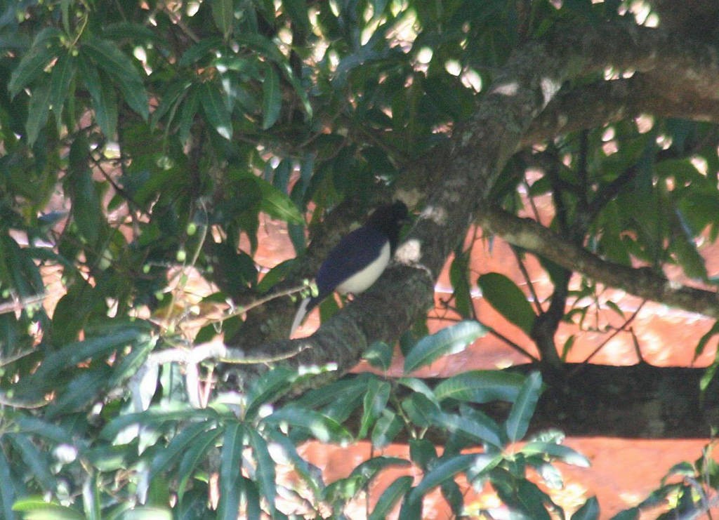 Curl-crested Jay - ML134434441