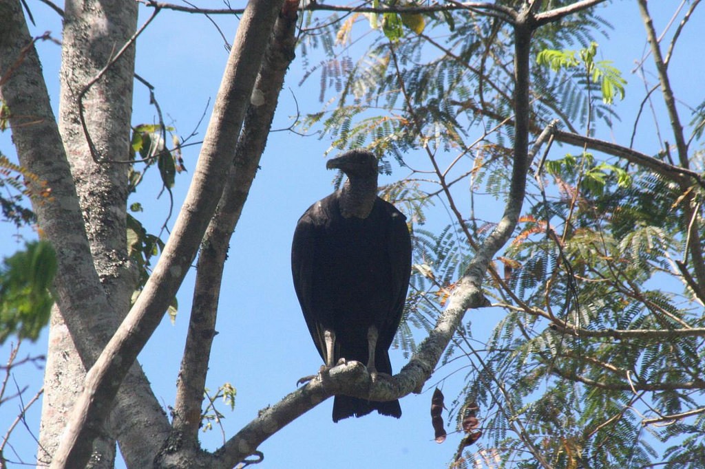Black Vulture - ML134434541