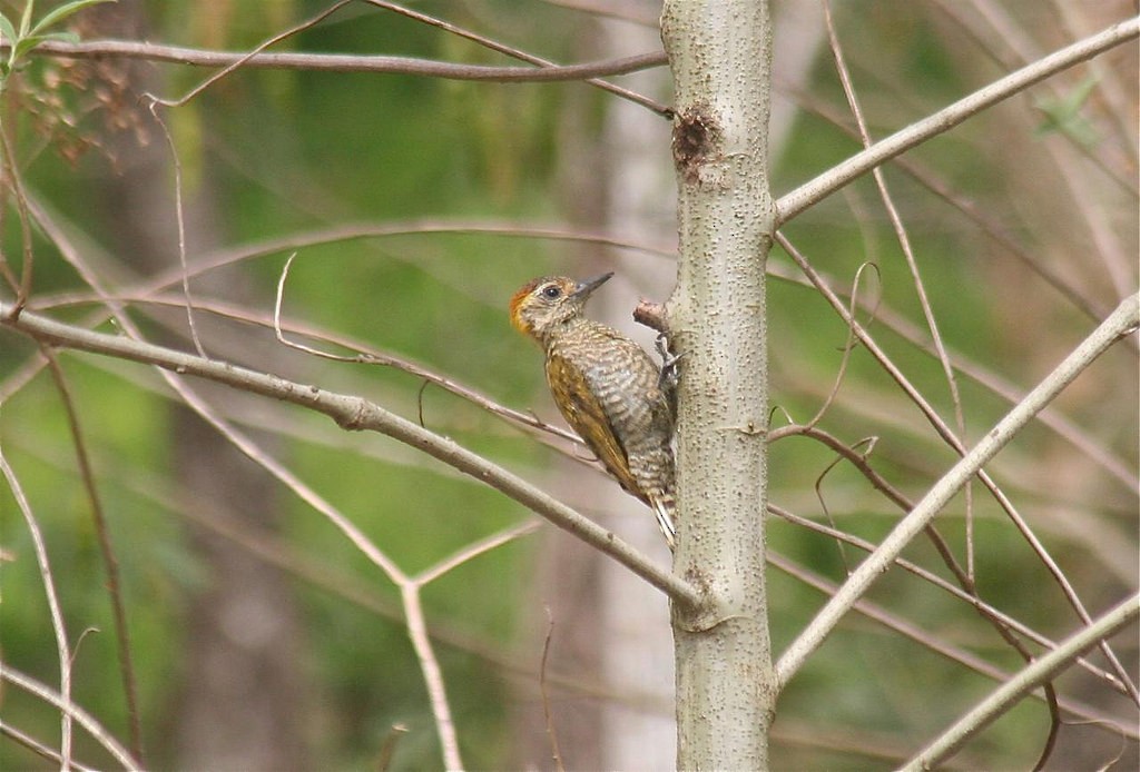Yellow-eared Woodpecker - ML134434581