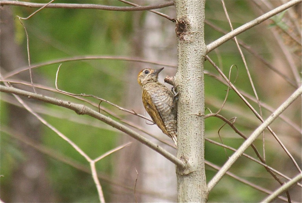 Yellow-eared Woodpecker - ML134434621