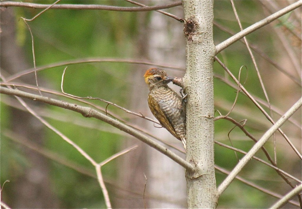 Yellow-eared Woodpecker - ML134434641