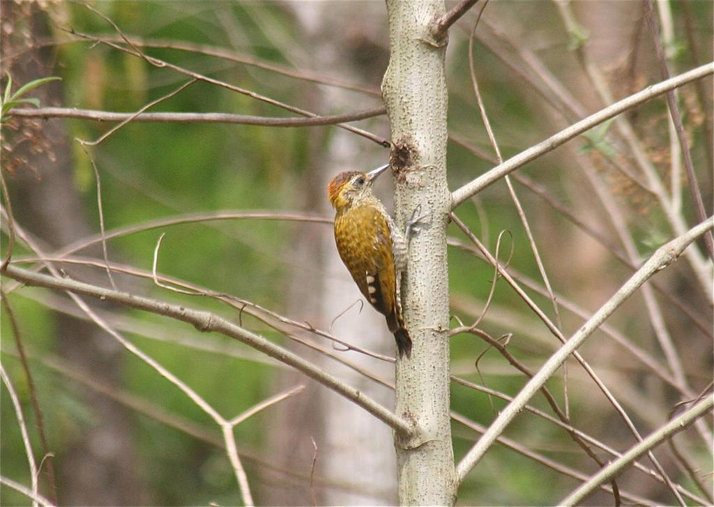 Yellow-eared Woodpecker - ML134434681