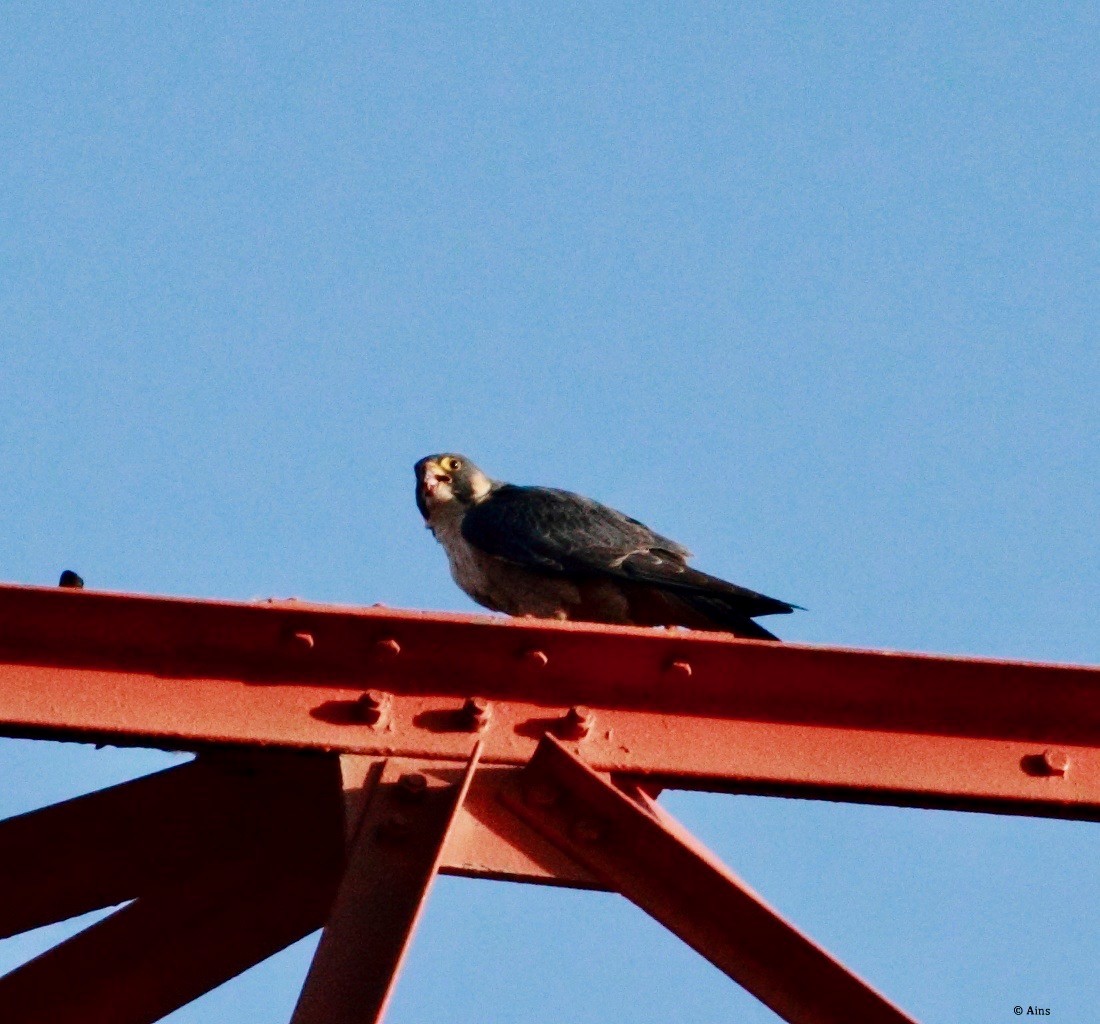 Peregrine Falcon (Shaheen) - ML134437821