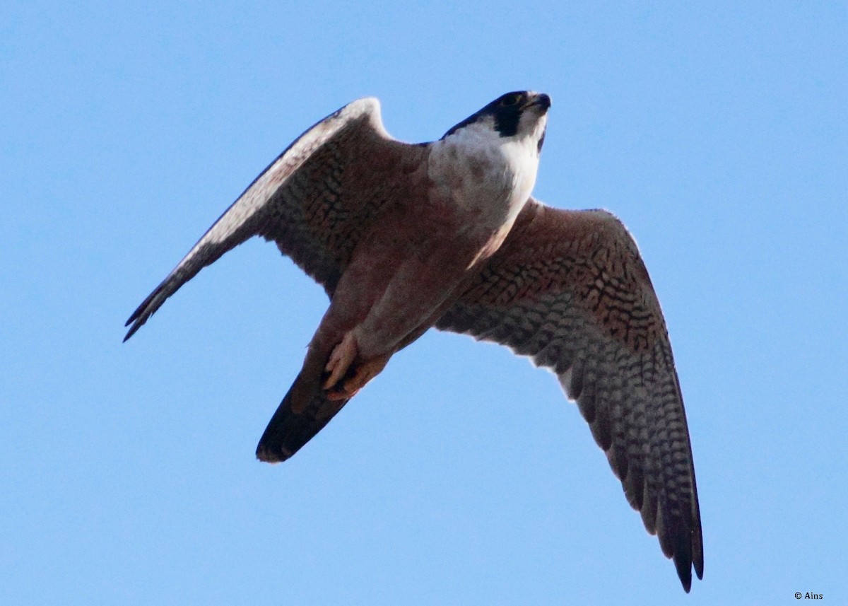 Peregrine Falcon (Shaheen) - ML134437831