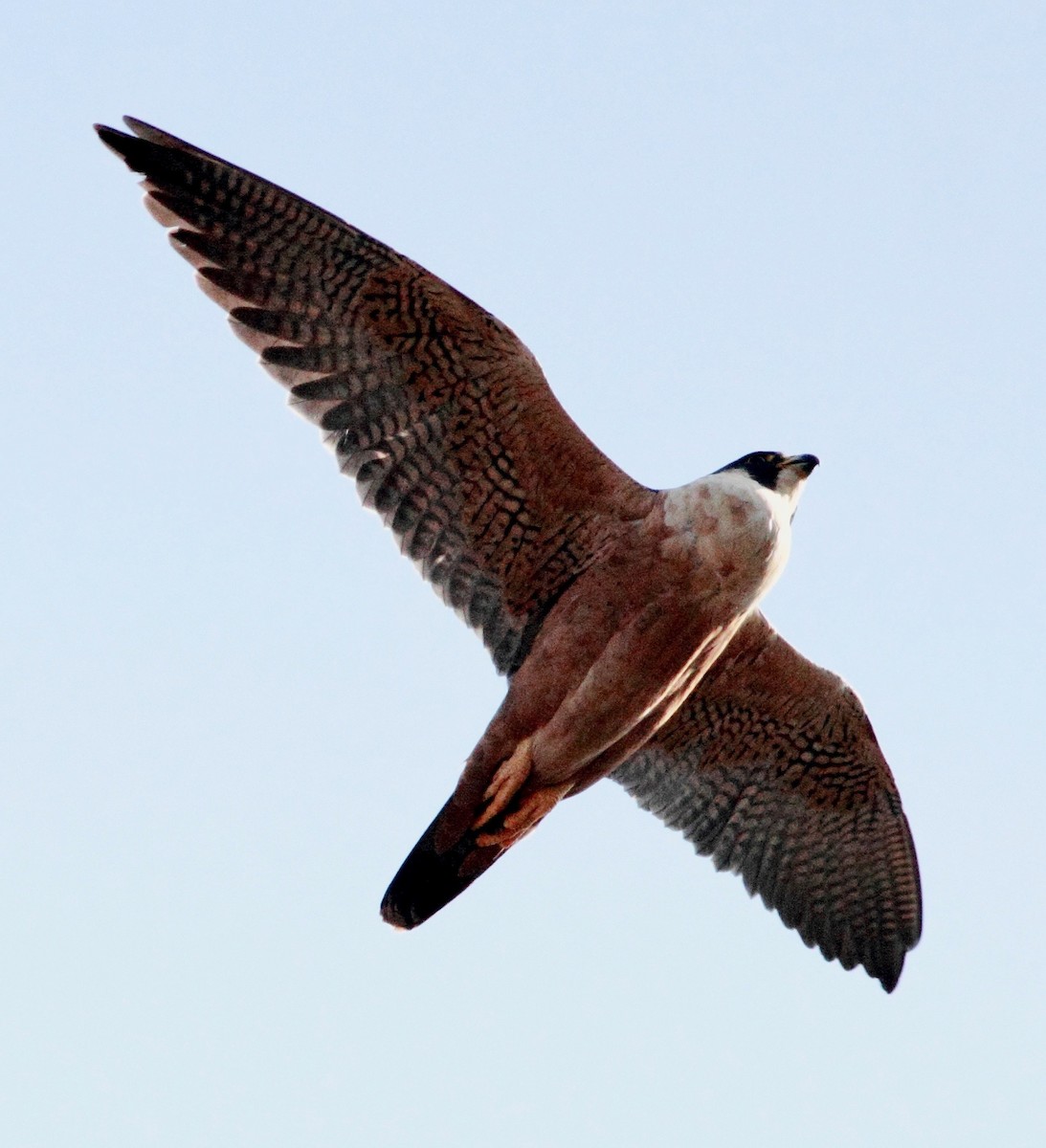 Peregrine Falcon (Shaheen) - ML134437841