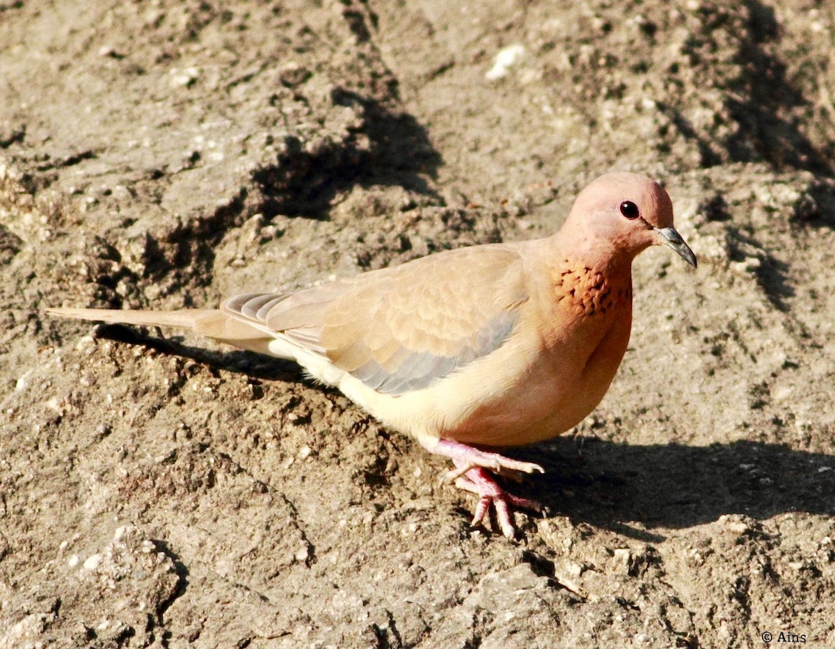 Laughing Dove - ML134438021