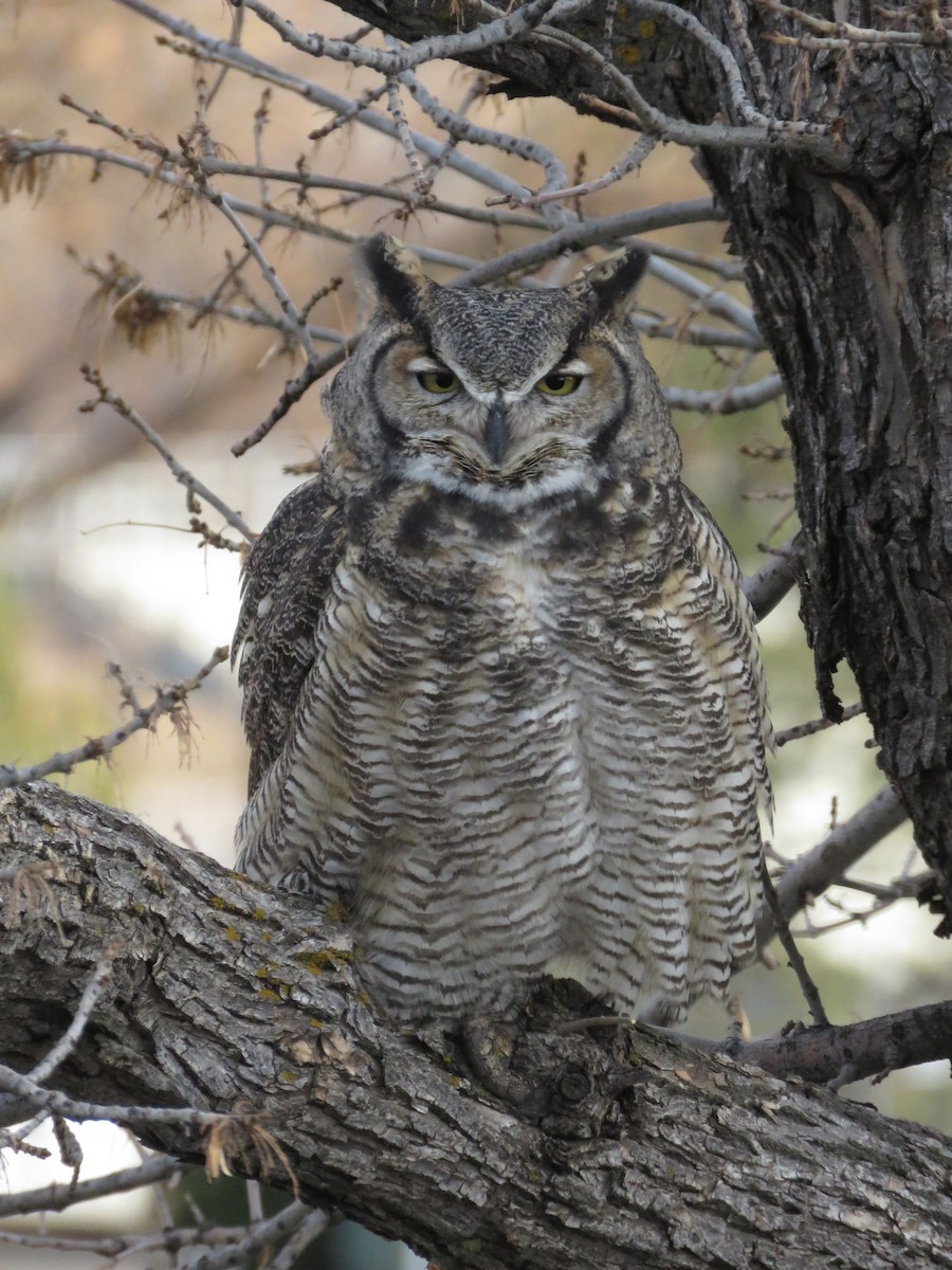Great Horned Owl - B Deschamp