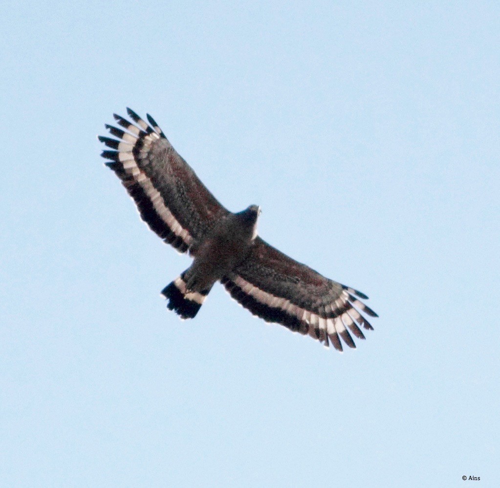 Crested Serpent-Eagle - ML134438391