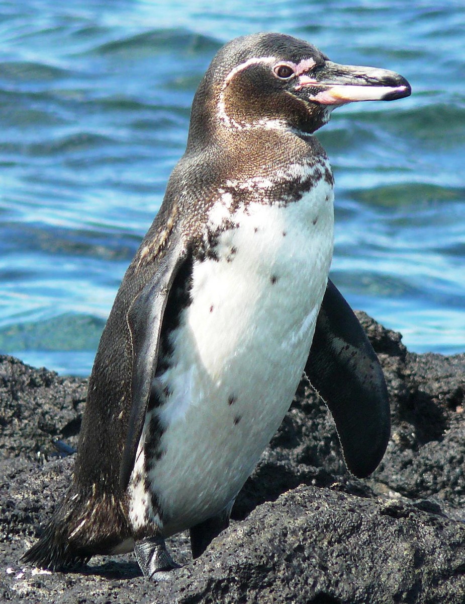 Galapagos Penguin - Douglas Long